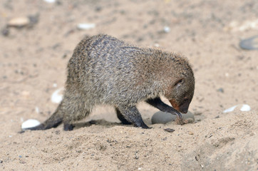 Banded mongoose (Mungos mungo) in desert