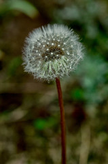 Dandelion, puff flower