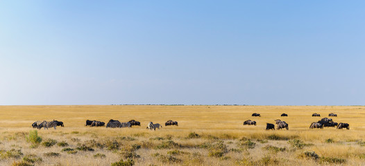 Fototapeta na wymiar Group of zebras and wildebeest / Group of zebras and wildebeest in Etosha National Park.