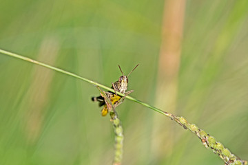 Grasshopper on grass