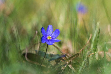 Blue Anemone closeup
