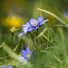 Fototapeta premium Beautiful blue Anemone closeup