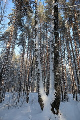 forest in winter