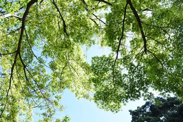 Fresh green of the Japanese maple