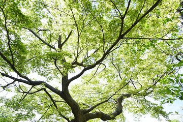 Fresh green of the Japanese maple