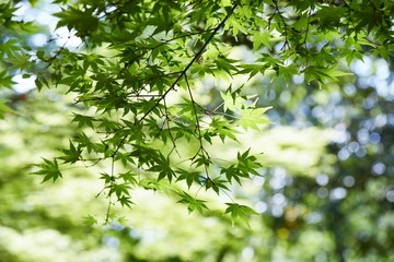 Obraz premium Fresh green of the Japanese maple