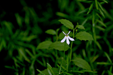 Small white wildflower