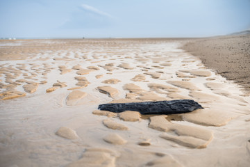 Petrified wood. Coast of the Atlantic Ocean. 