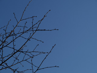branches against blue sky