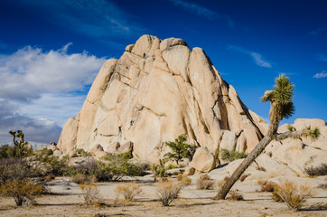 Joshua Tree - Intersection Rock - Joshua Tree National Park