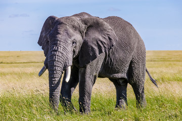 Fototapeta premium elephant in tanzania