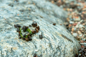 Small seashells on a gray. Mussel Mytilus edulis black.