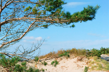 Pine forest on the seashore. Pine branch and sand dune.