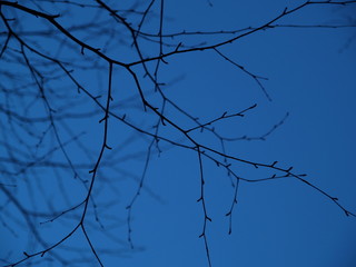 branches against blue sky