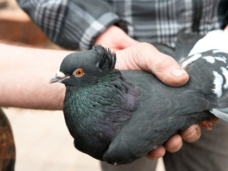 Pigeon purebred in the hands of man