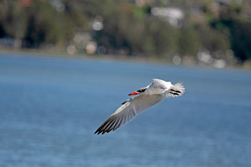 Caspian Tern in flight