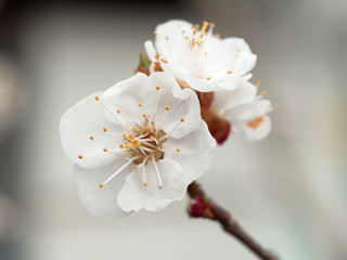 spring bloomed apricot. beautiful white flowers on a branch
