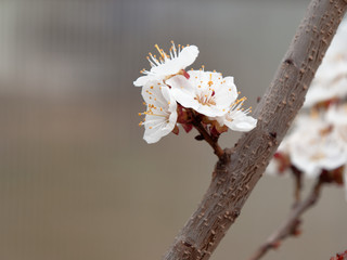 spring bloomed apricot. beautiful white flowers on a branch