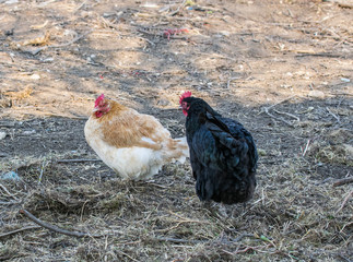 Chickens in the barnyard. Poultry farm. Chickens walk in the farm garden.