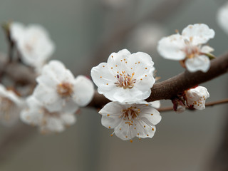 Fototapeta na wymiar spring bloomed apricot. beautiful white flowers on a branch