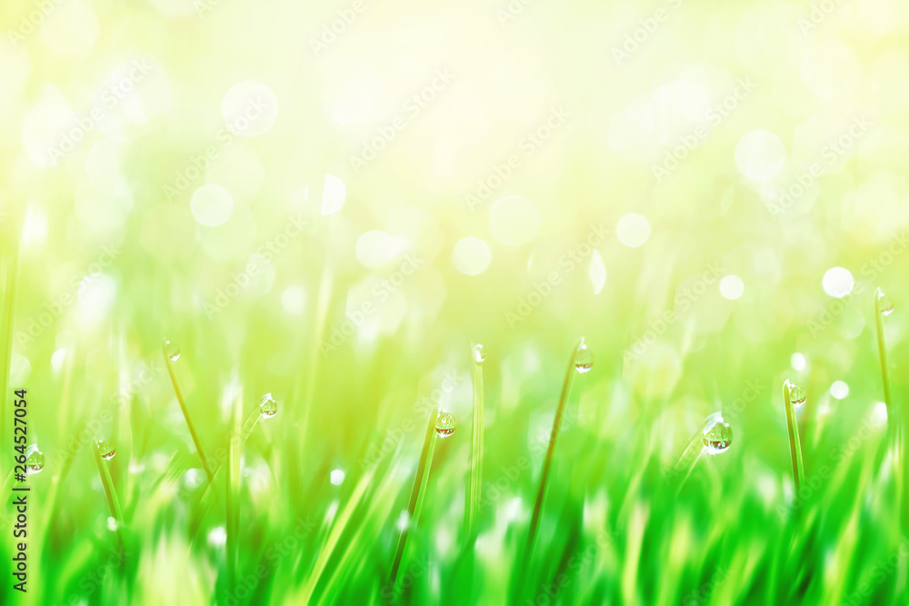 Wall mural Dew drops on the green tender grass. in the sunlight. Summer sunny fresh blur background. Free copy space.