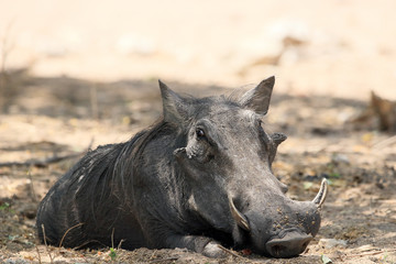 Warthog Resting.