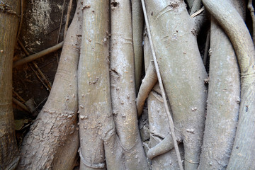 Obraz premium Closeup of roots texture background