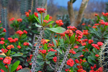 Exotic Euphorbia Milii Crown Of Thorns succulent plant with long spiked stem and red blooming flowers