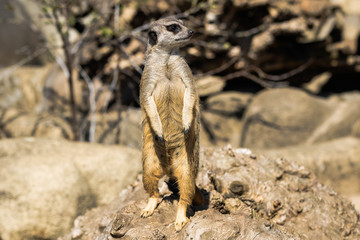 Naklejka na ściany i meble One meerkat standing straight and observing the environment.