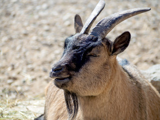 portrait of male Billy Goat