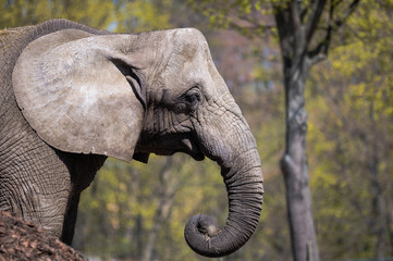Elephant portrait.. Close up.