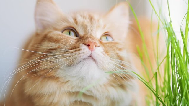Cute ginger cat dozing on window sill near green leaves of indoor plant. Fluffy pet with special grass for cats at home.