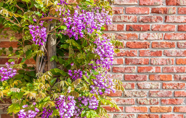 Purple Wisteria flowering plant. Brick wall background.