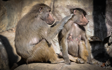 Two baboon monkeys grooming each other. Close up.