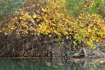 Autumn yellow trees covered with wild grapes on the banks of the Danube river. River landscape