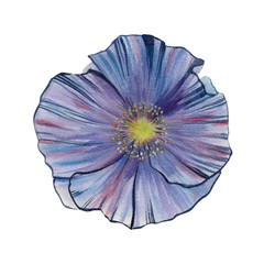 Watercolor flower isolated on white background. Hand draw flower watercolor illustration. Design element of the flower.