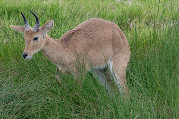red deer