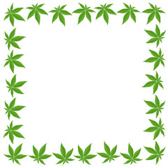 Marijuana green grass frame banner. Cannabis indica hemp plant. Border frame isolated transparent background. Copy space for text place.