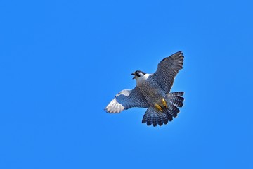 青空バックにハヤブサのアクロバット飛行