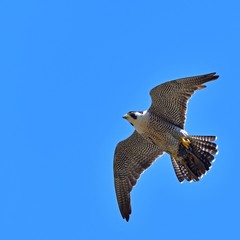 せっせと餌を運ぶ繁殖期のハヤブサ 