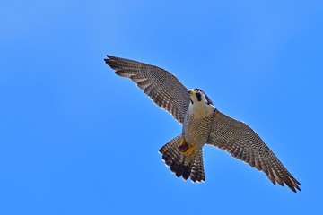 Obraz premium せっせと餌を運ぶ繁殖期のハヤブサ 