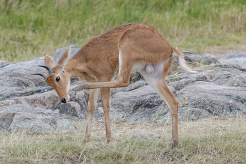 fallow deer in the park