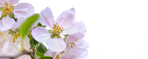 close on pretty flowers of an apple tree blooming in spring on white background