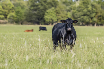 Black Angus cow in summer pasture © jackienix