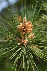 Sprouts of the pine tree