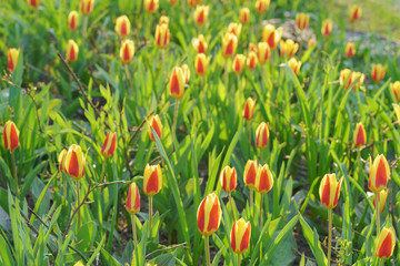 Beautiful spring tulips at the city street