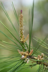 Sprouts of the pine tree
