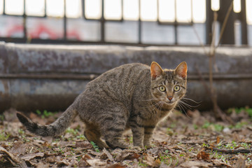 Attentive, wary striped gray cat in a city park. He apparently has long lived on the street and will not trust people.