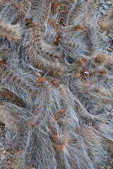 Mass of Ochrogaster Lunifer caterpillar insects in macro with long dangerous hairs in nest