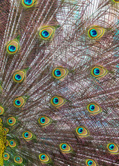 Obraz premium Peacock feathers on nature as background